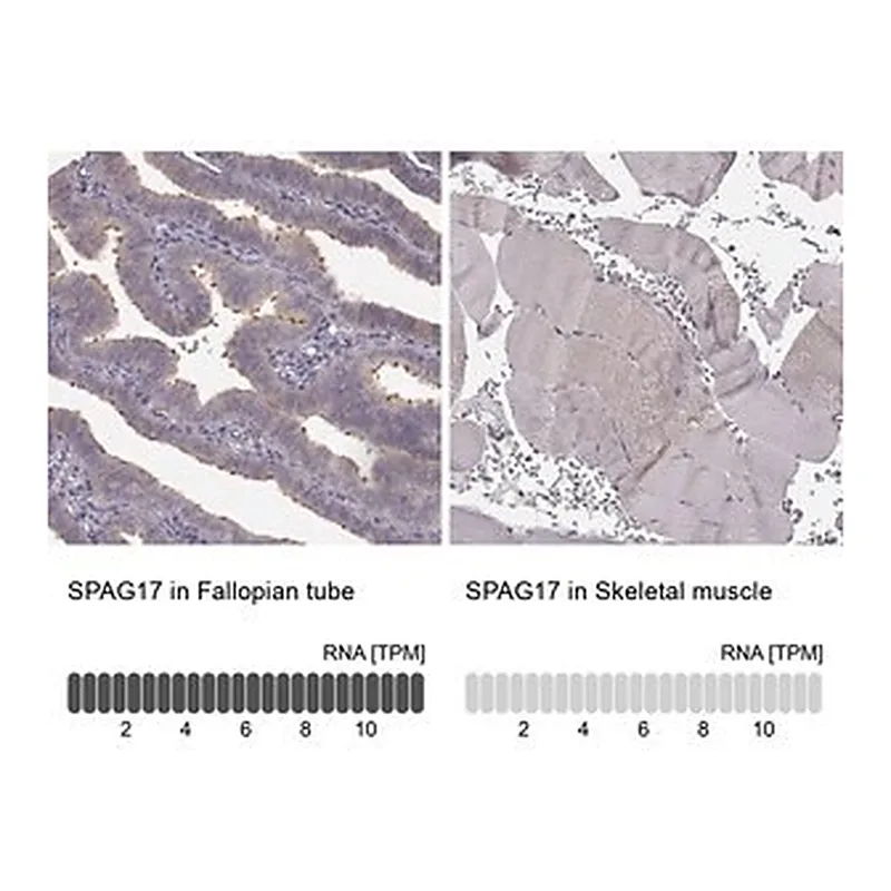 Merck Anti-SPAG17 antibody produced in rabbit