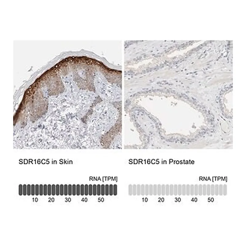 Merck Anti-SDR16C5 antibody produced in rabbit
