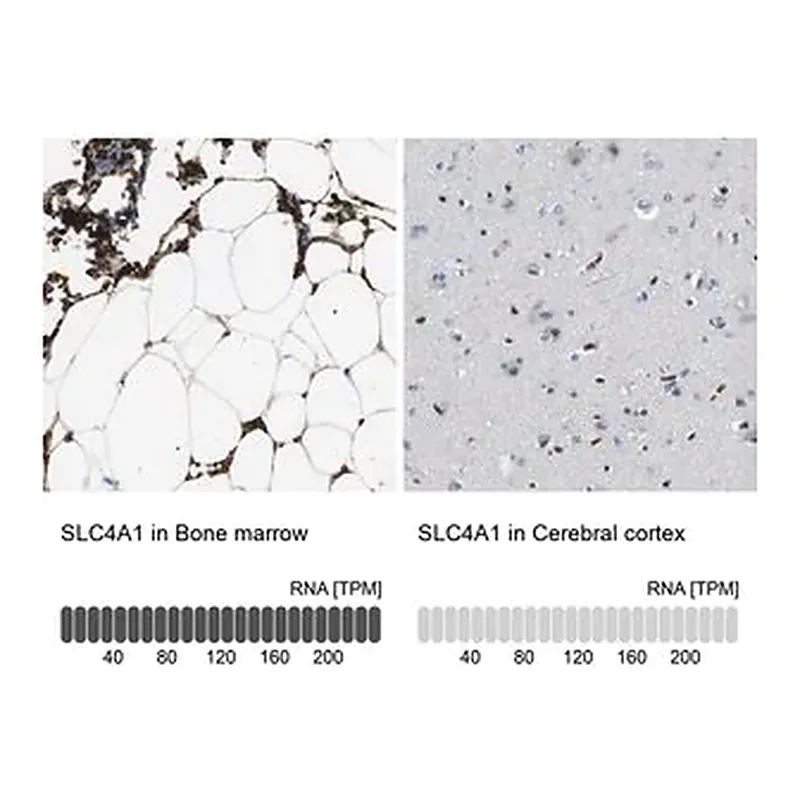 Merck Anti-SLC4A1 antibody produced in rabbit