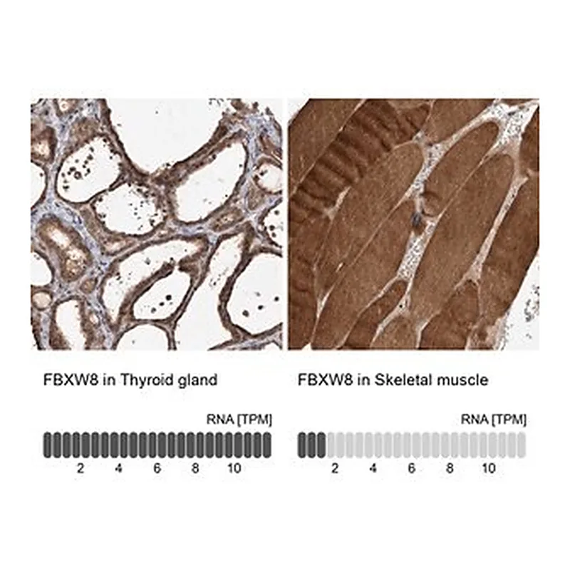 Merck Anti-FBXW8 antibody produced in rabbit