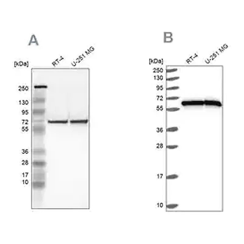 Merck Anti-HSPD1 antibody produced in rabbit