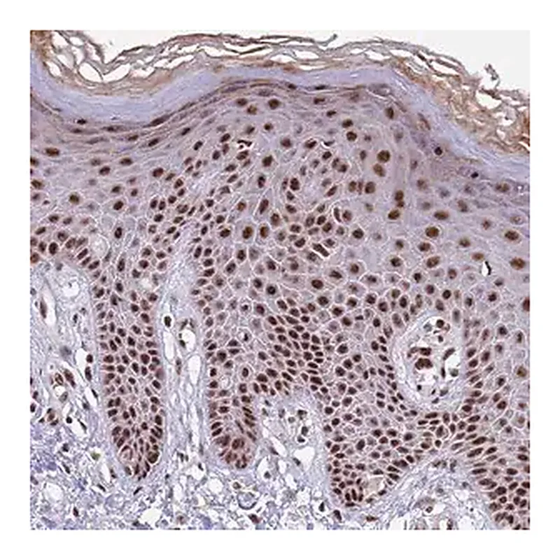 Merck Anti-THOC2 antibody produced in rabbit