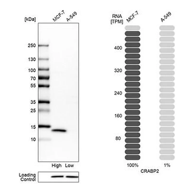 Merck Anti-CRABP2 antibody produced in rabbit