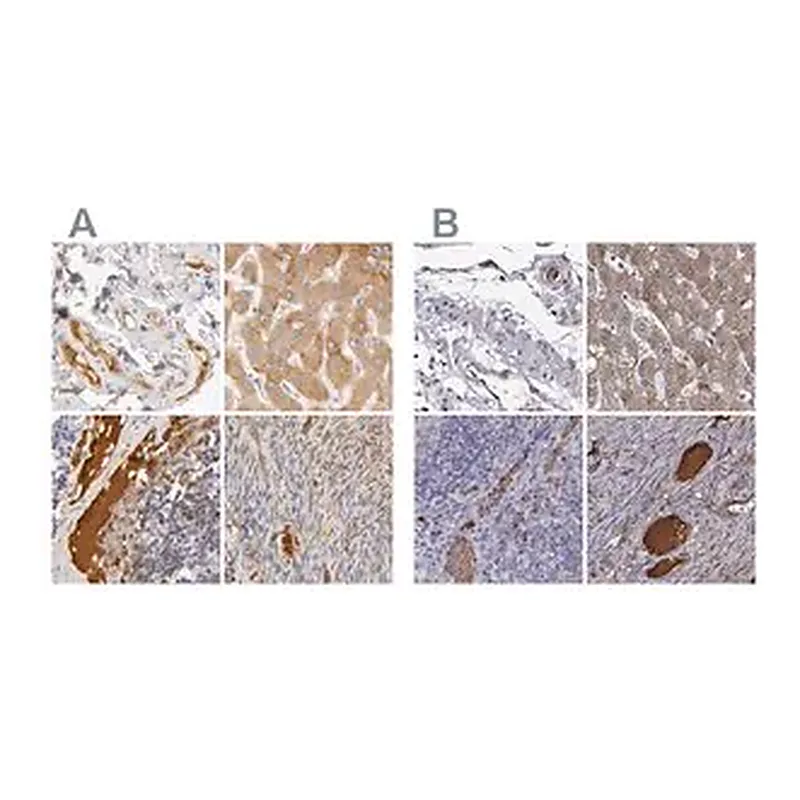Merck Anti-TF antibody produced in rabbit