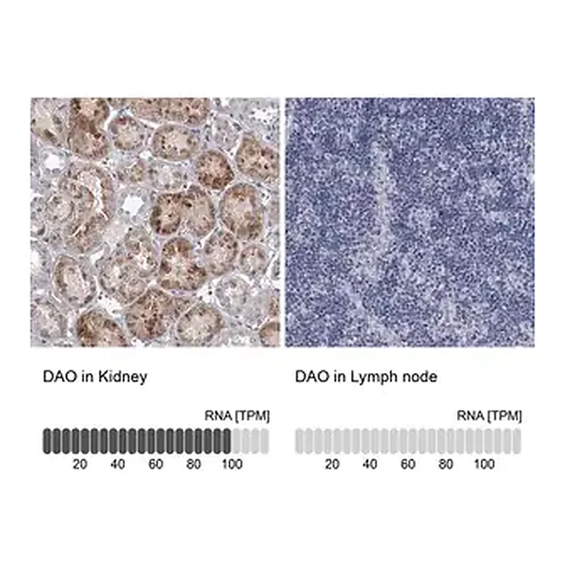 Merck Anti-DAO antibody produced in rabbit