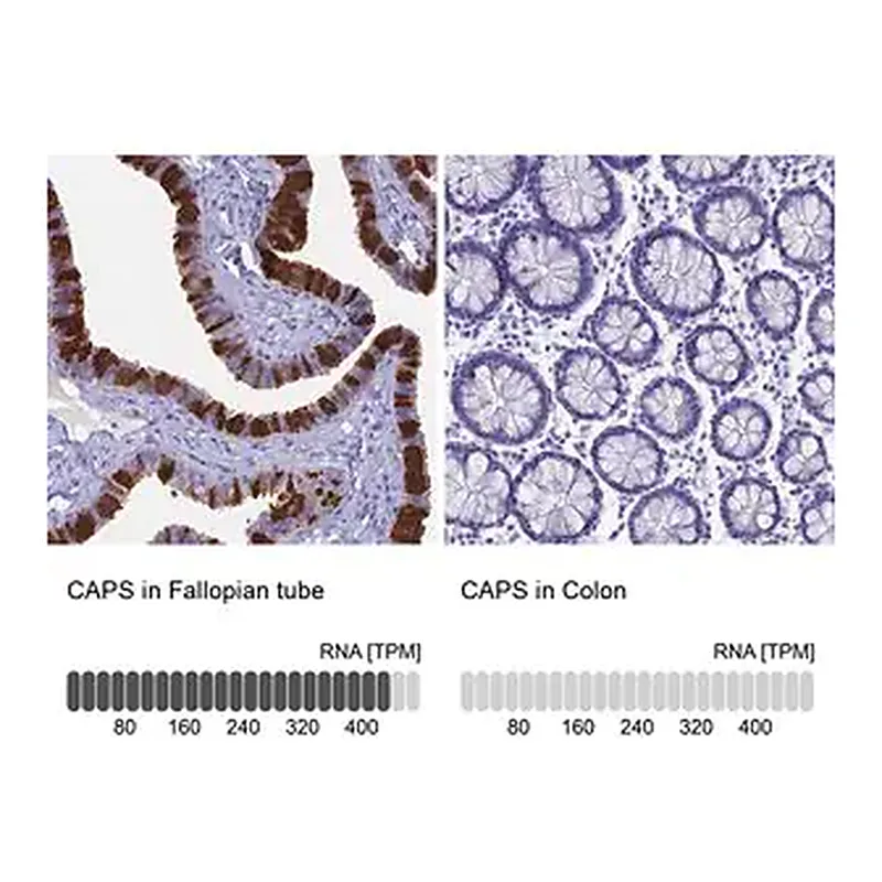 Merck Anti-CAPS antibody produced in rabbit