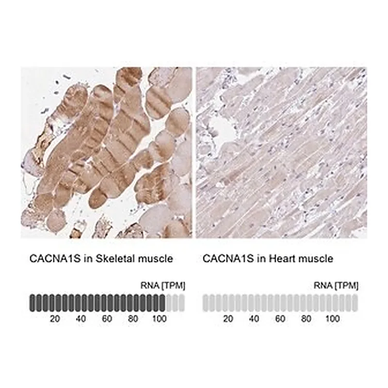 Merck Anti-CACNA1S antibody produced in rabbit