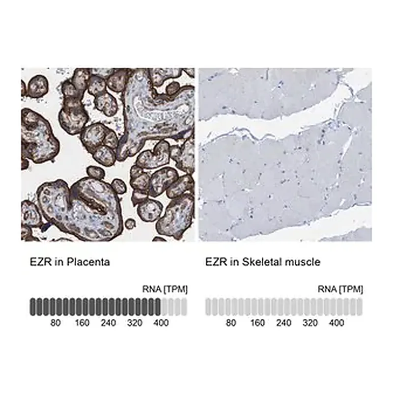 Merck Anti-EZR antibody produced in rabbit