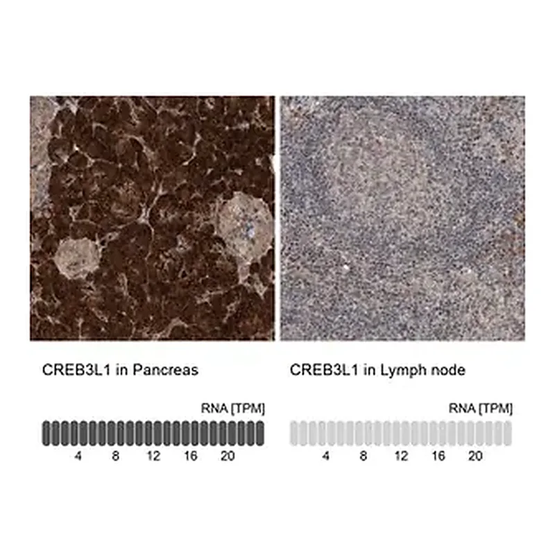 Merck Anti-CREB3L1 antibody produced in rabbit