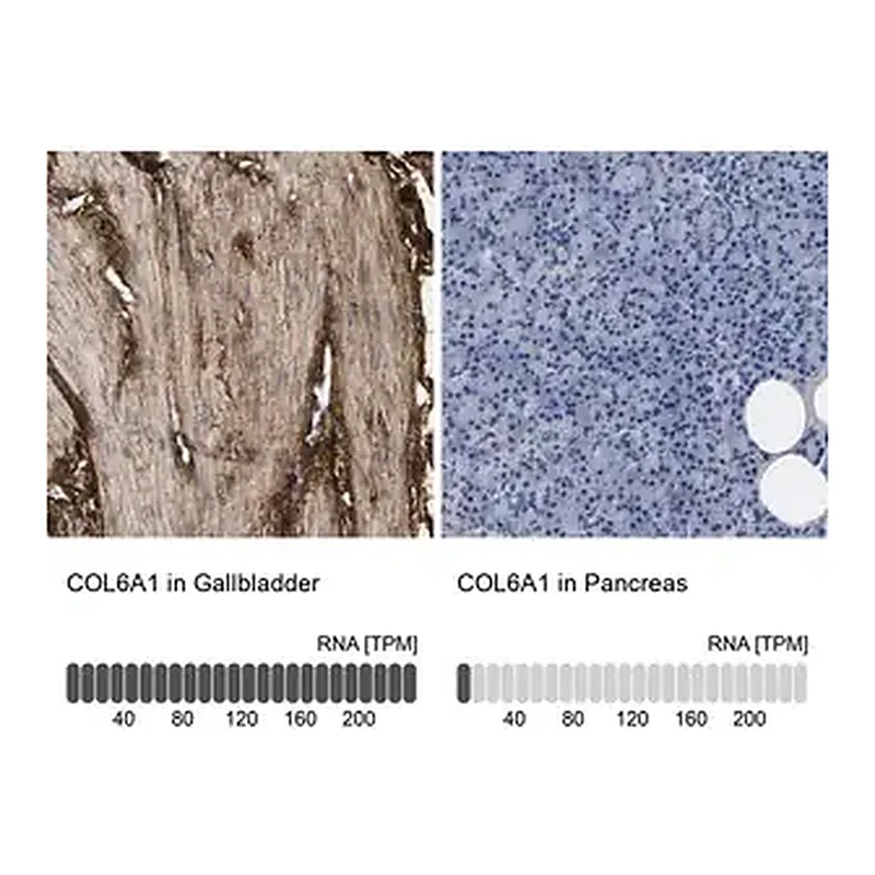 Merck Anti-COL6A1 antibody produced in rabbit