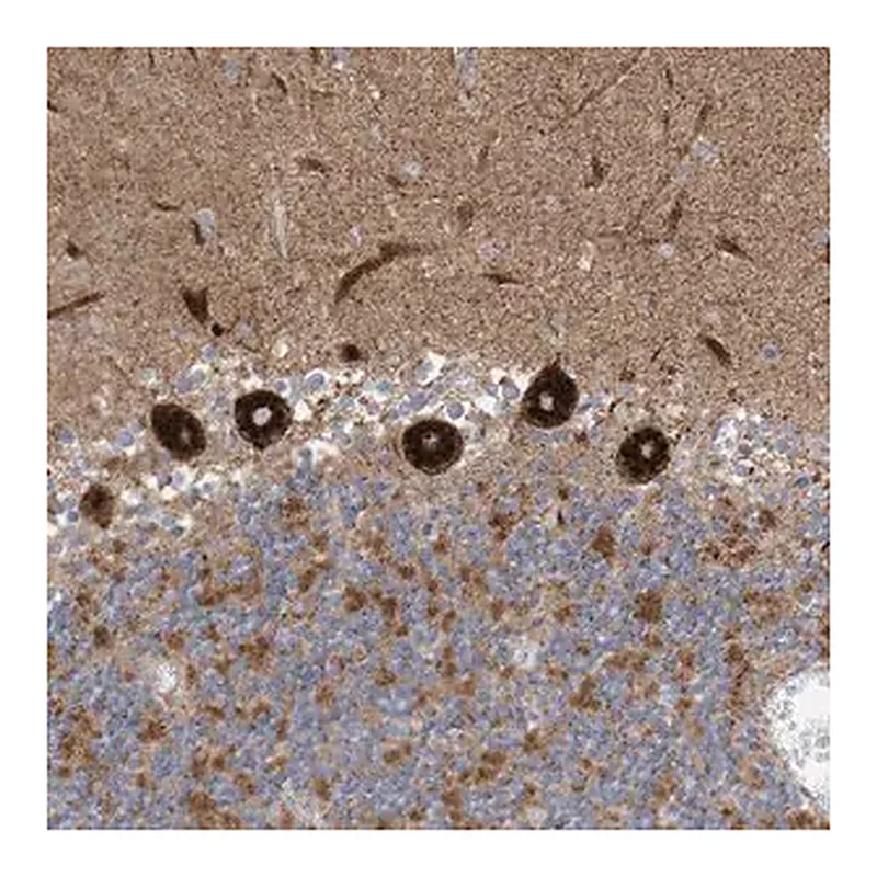 Merck Anti-ITM2B antibody produced in rabbit