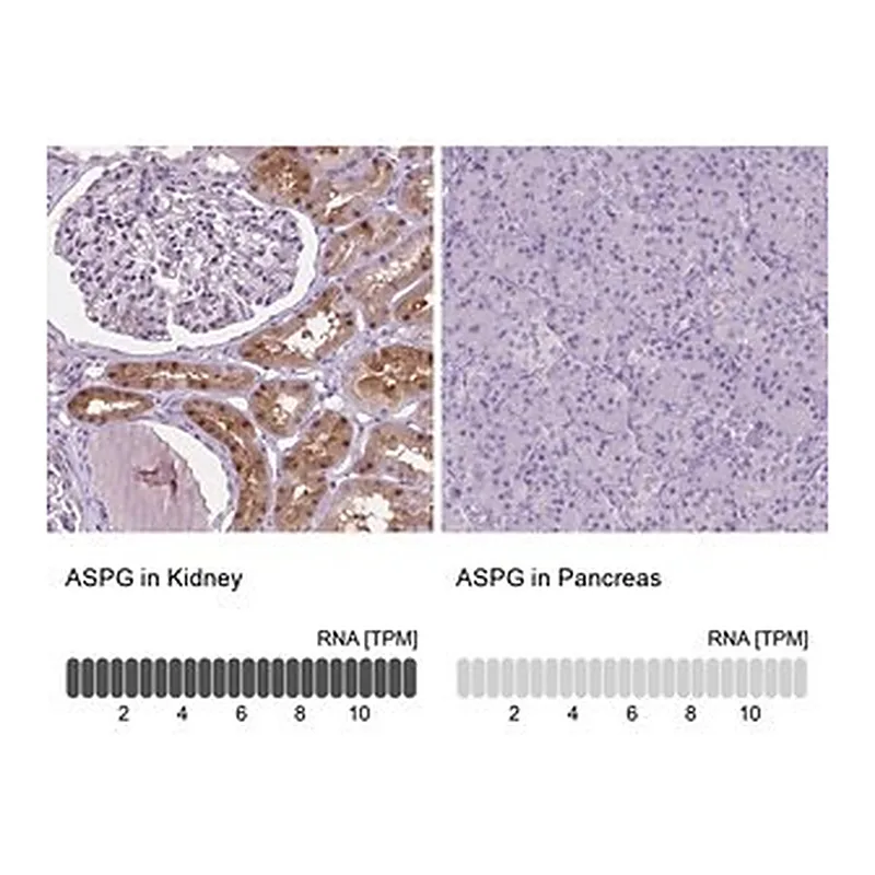 Merck Anti-ASPG antibody produced in rabbit