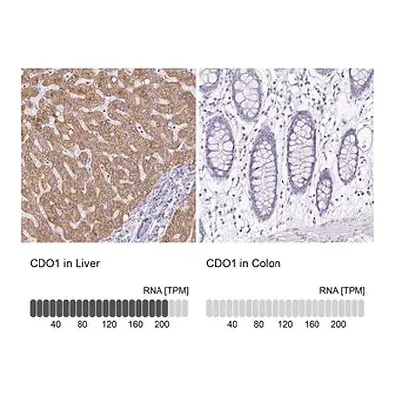 Merck Anti-CDO1 antibody produced in rabbit