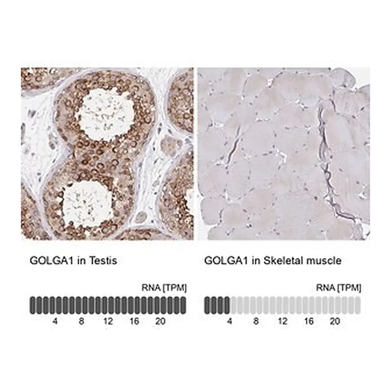 Merck Anti-GOLGA1 antibody produced in rabbit