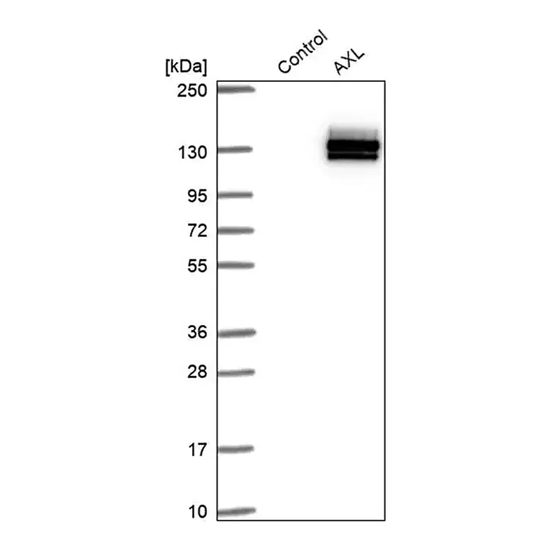 Merck Anti-AXL antibody produced in rabbit