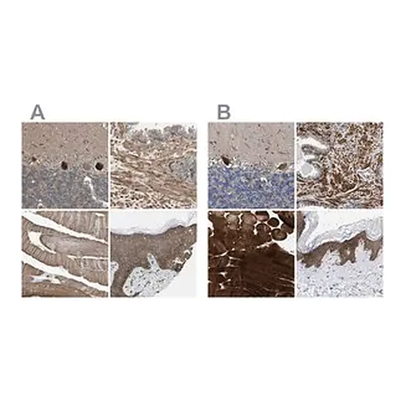 Merck Anti-BAG3 antibody produced in rabbit