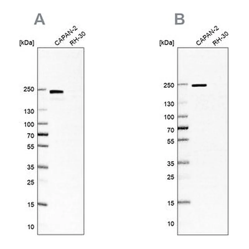Merck Anti-ITGB4 antibody produced in rabbit
