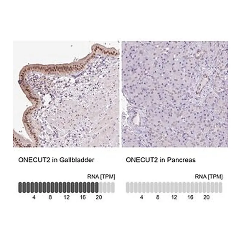 Merck Anti-ONECUT2 antibody produced in rabbit