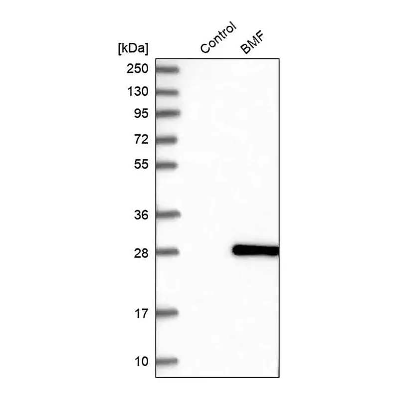 Merck Anti-BMF antibody produced in rabbit