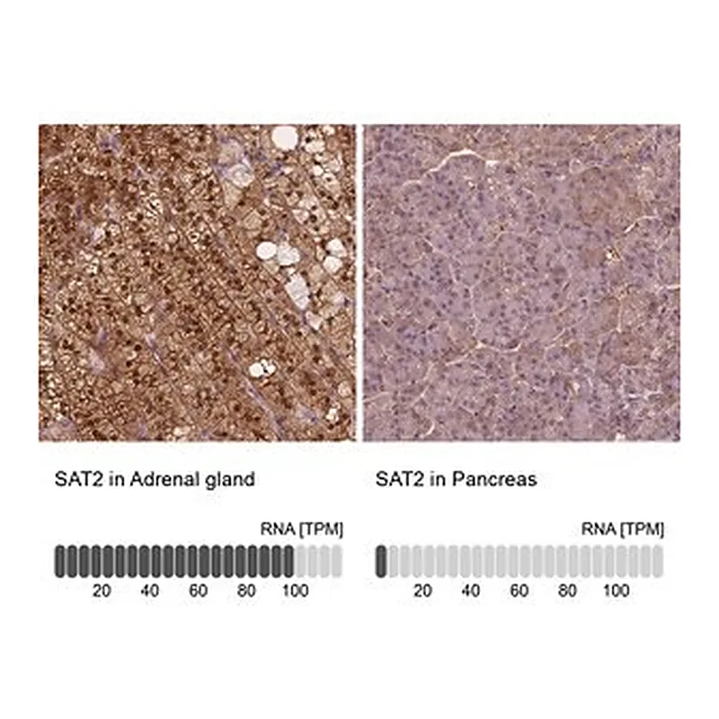 Merck Anti-SAT2 antibody produced in rabbit