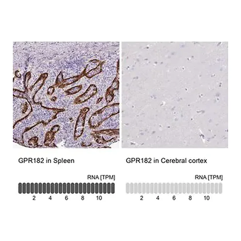Merck Anti-GPR182 antibody produced in rabbit