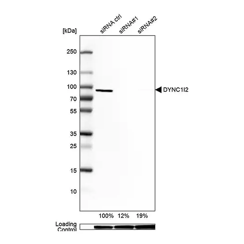 Merck Anti-DYNC1I2 antibody produced in rabbit