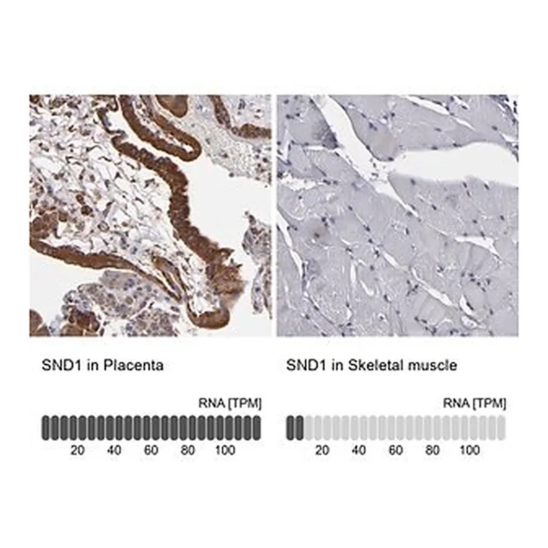 Merck Anti-SND1 antibody produced in rabbit
