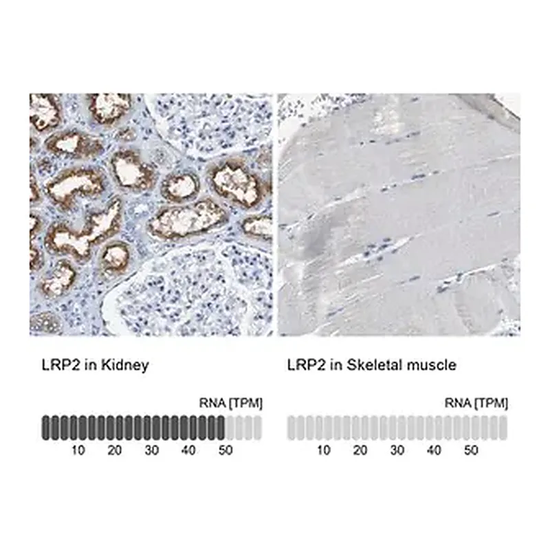 Merck Anti-LRP2 antibody produced in rabbit
