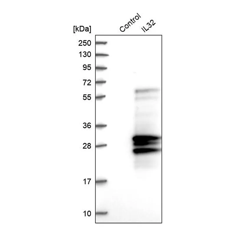 Merck Anti-IL32 antibody produced in rabbit