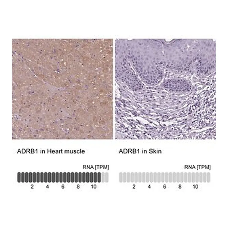 Merck Anti-ADRB1 antibody produced in rabbit