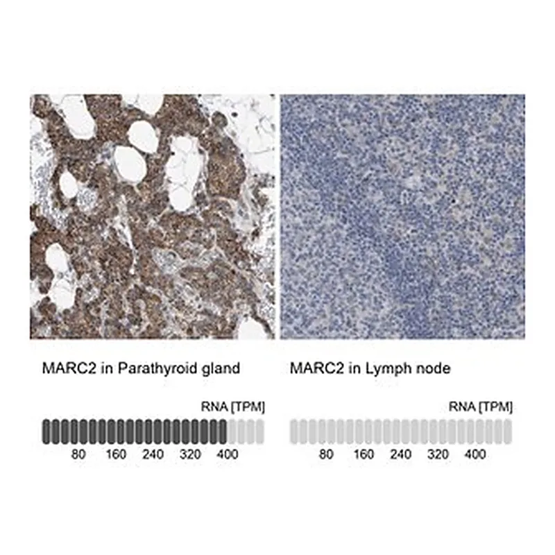 Merck Anti-MARC2 antibody produced in rabbit