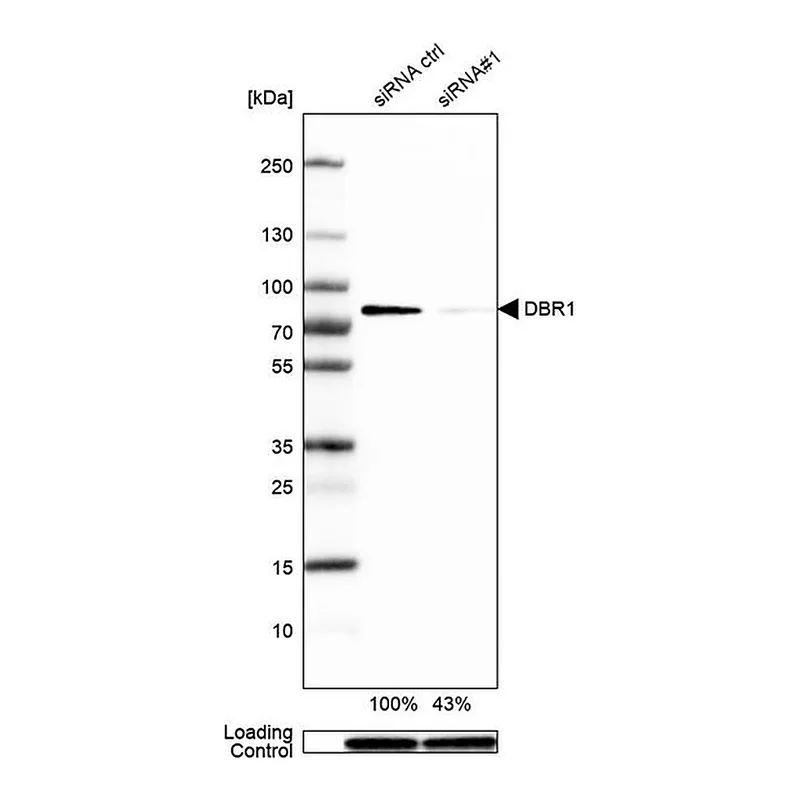 Merck Anti-DBR1 antibody produced in rabbit