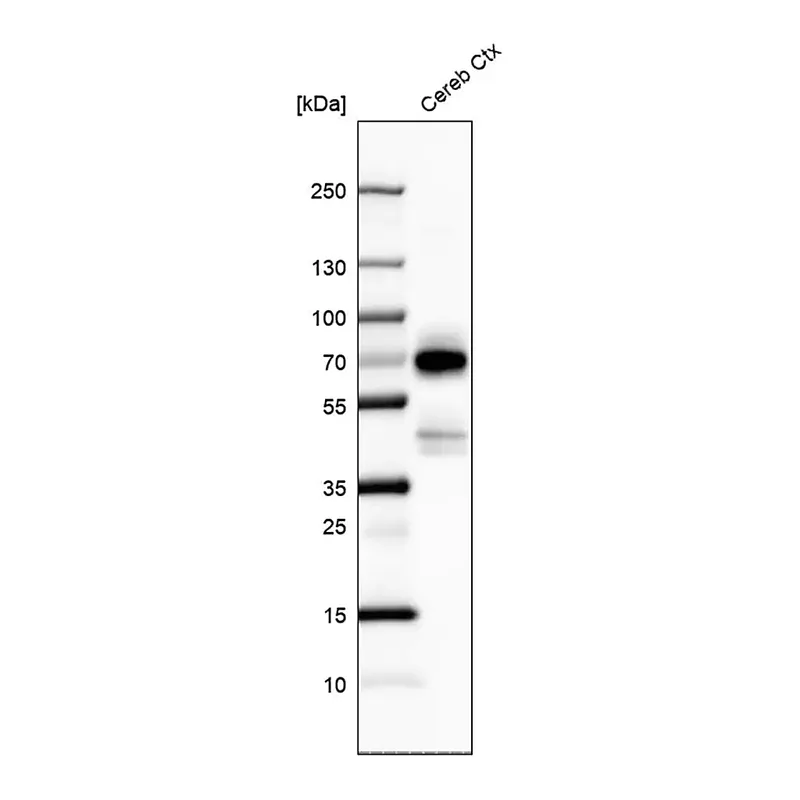 Merck Anti-POU3F4 antibody produced in rabbit