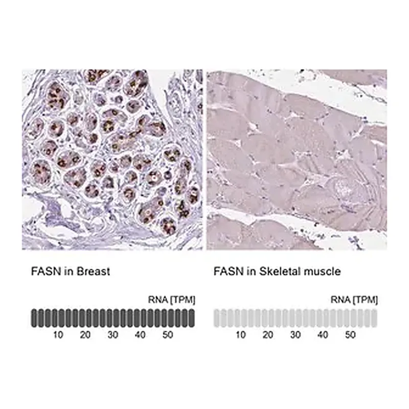 Merck Anti-FASN antibody produced in rabbit