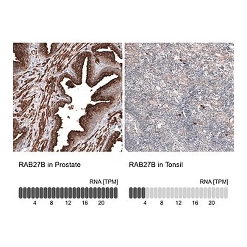 Merck Anti-RAB27B antibody produced in rabbit