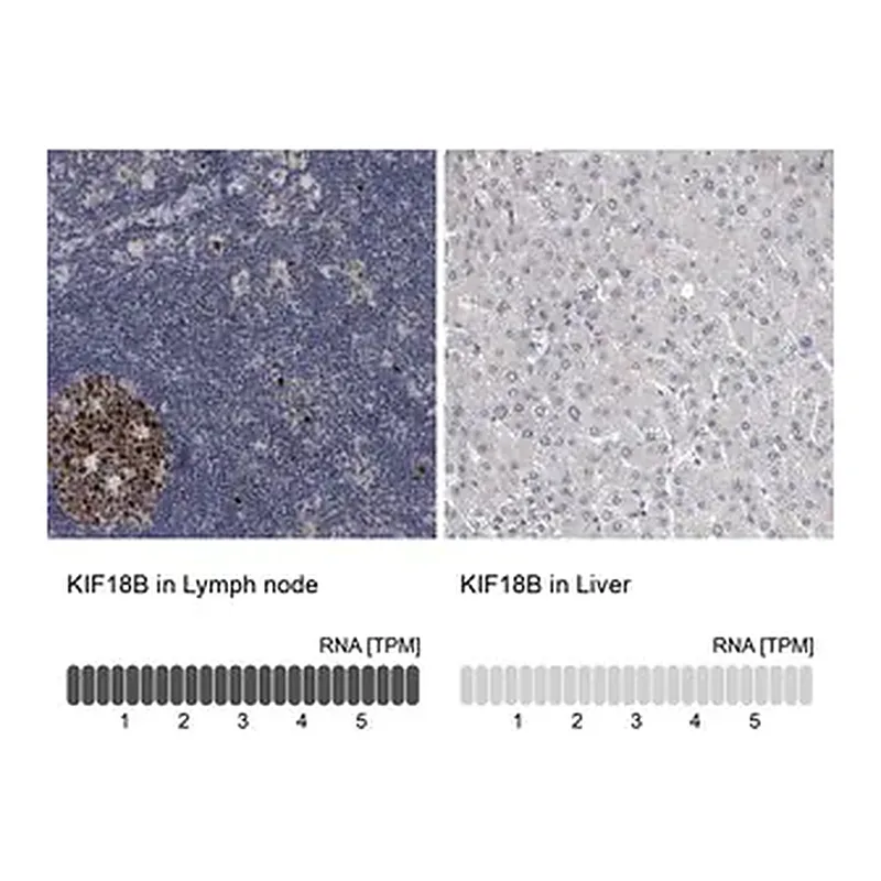 Merck Anti-KIF18B antibody produced in rabbit