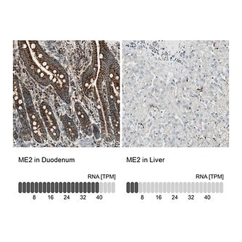 Merck Anti-ME2 antibody produced in rabbit