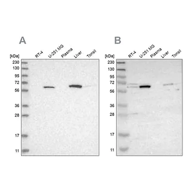 Merck Anti-CRAT antibody produced in rabbit