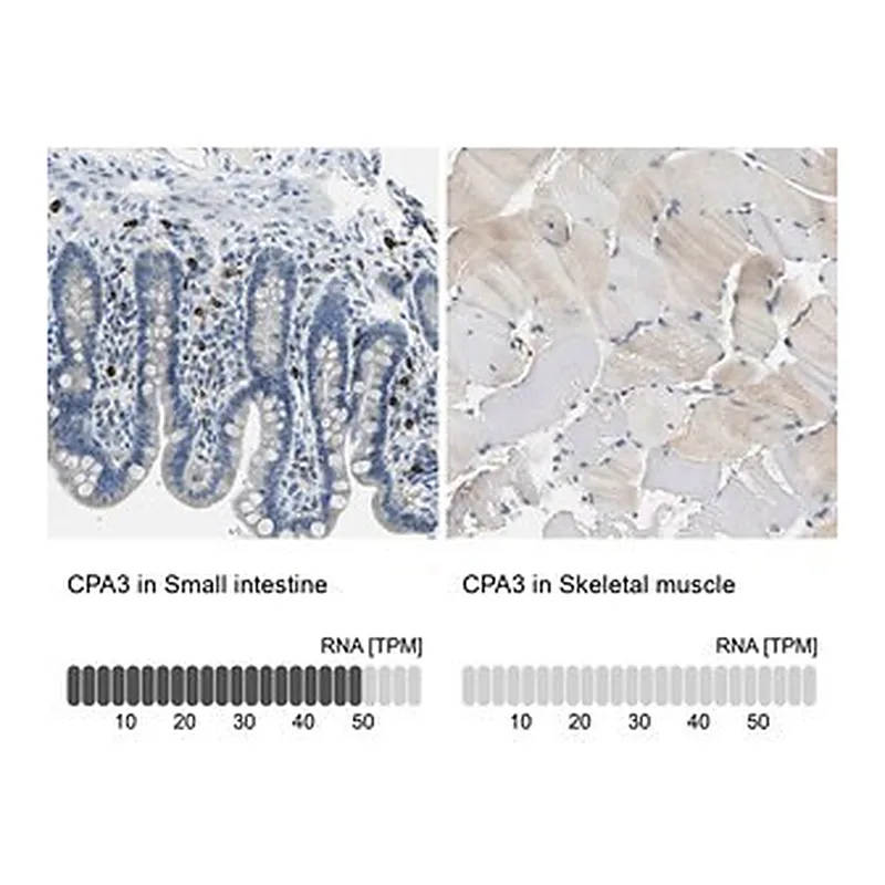 Merck Anti-CPA3 antibody produced in rabbit