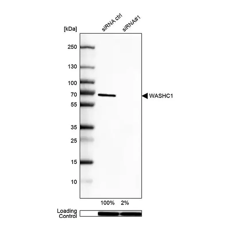 Merck Anti-WASHC1 antibody produced in rabbit