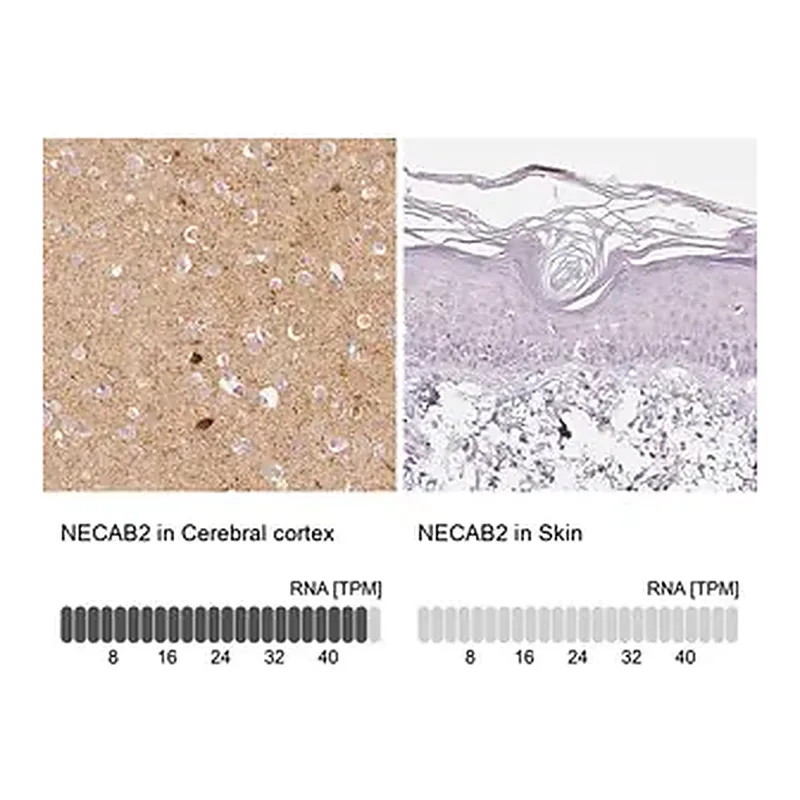 Merck Anti-NECAB2 antibody produced in rabbit