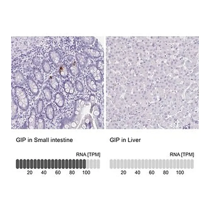 Merck Anti-GIP antibody produced in rabbit