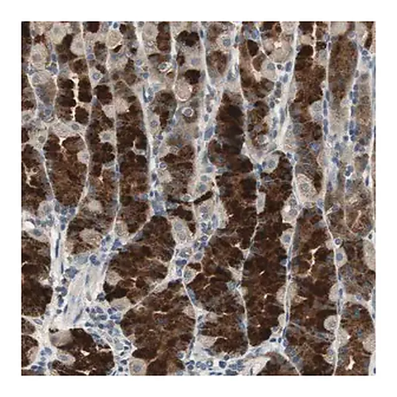 Merck Anti-TMPRSS4 antibody produced in rabbit
