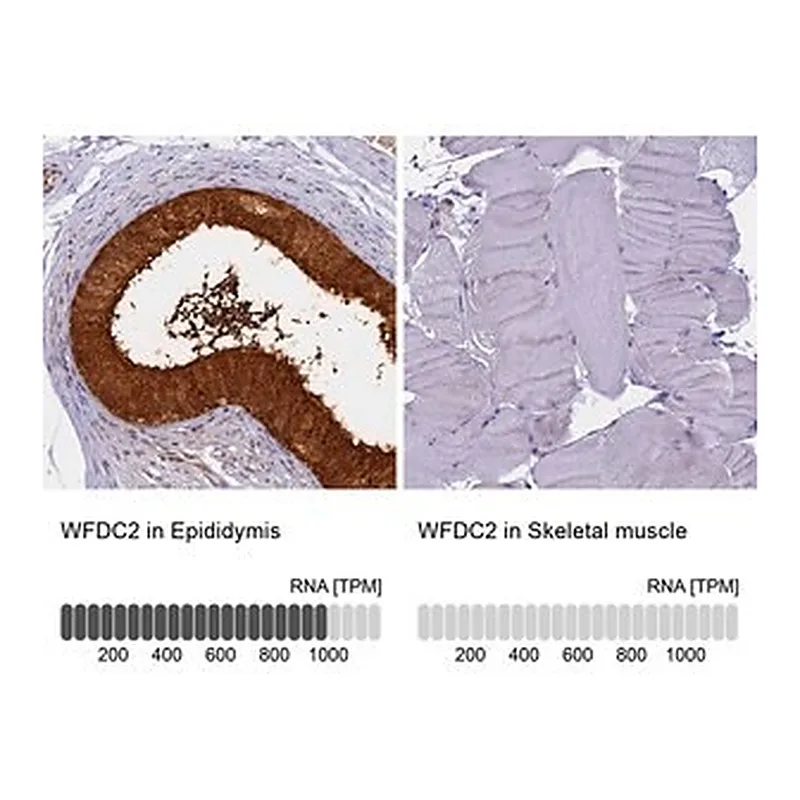 Merck Anti-WFDC2 antibody produced in rabbit