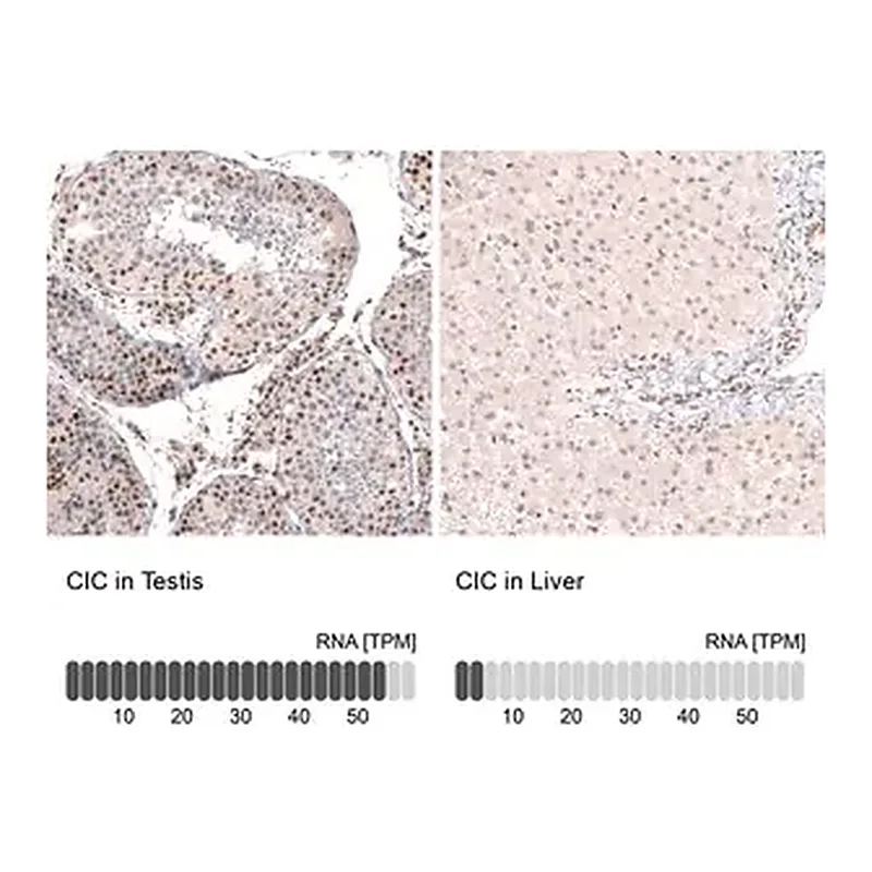 Merck Anti-CIC antibody produced in rabbit