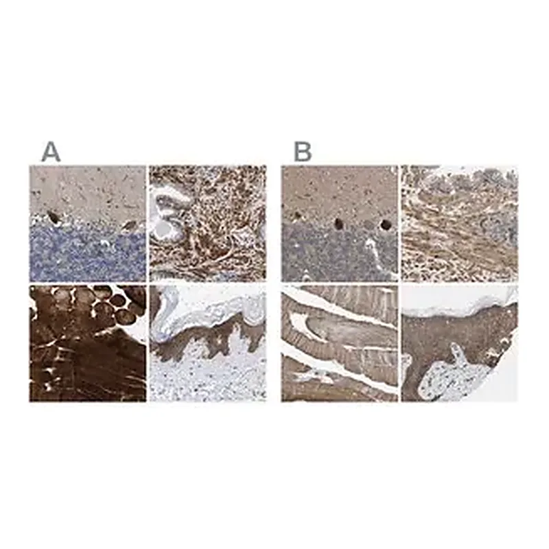 Merck Anti-BAG3 antibody produced in rabbit