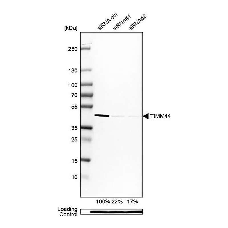 Merck Anti-TIMM44 antibody produced in rabbit