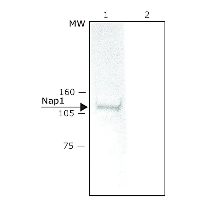 Merck Anti-Nap1 (N-terminal) antibody produced in rabbit