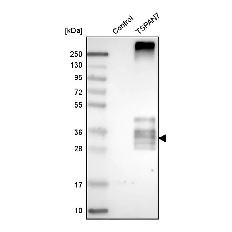 Merck Anti-TSPAN7 antibody produced in rabbit