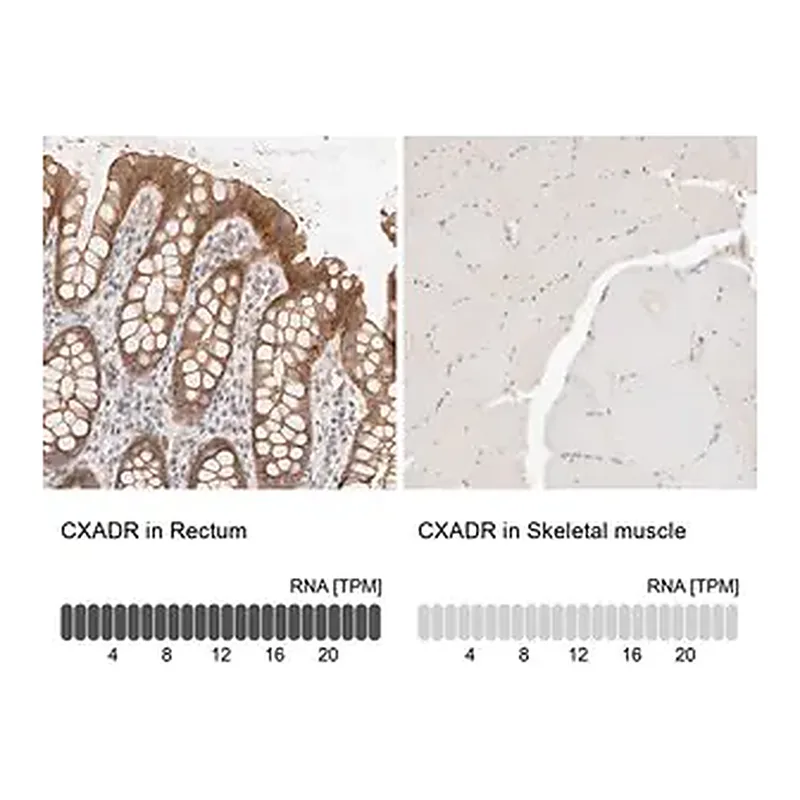 Merck Anti-CXADR antibody produced in rabbit